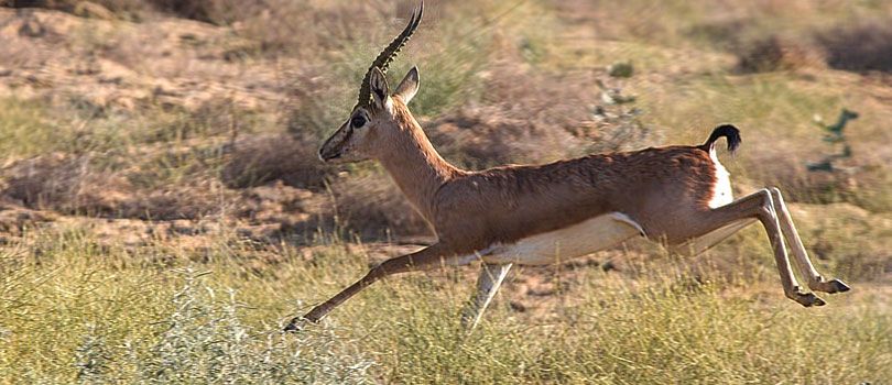 Desert National Park