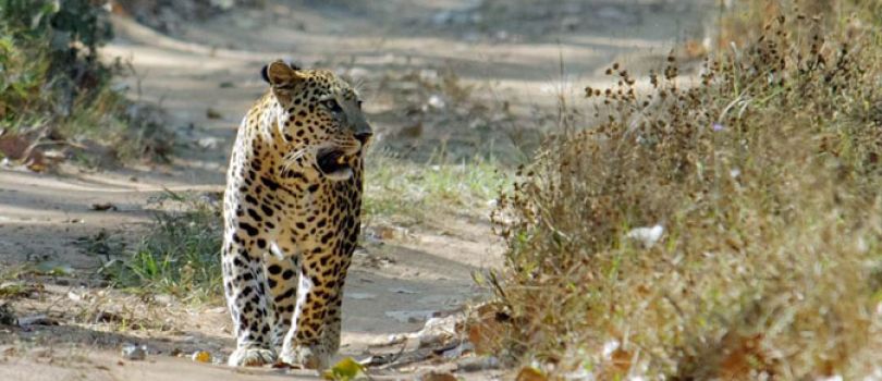 Kumbhalgarh National Park