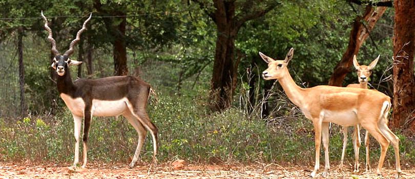Mahavir Harina Vanasthali National Park