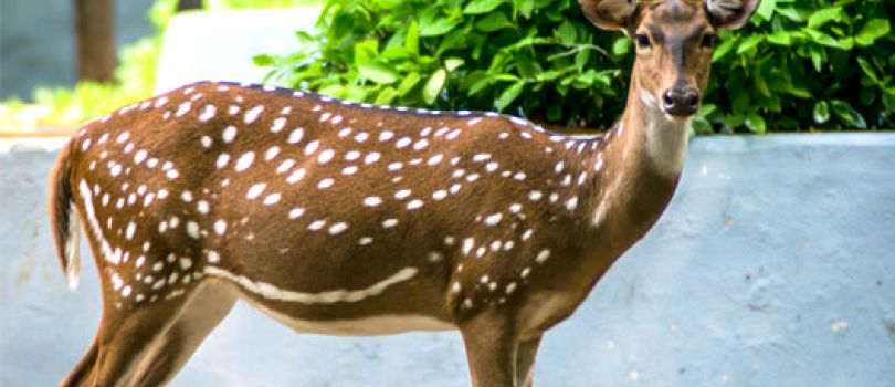 Guindy National Park