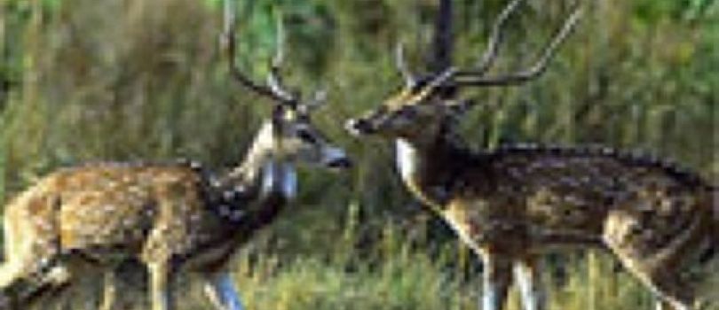 Ramnagar Wildlife Sanctuary