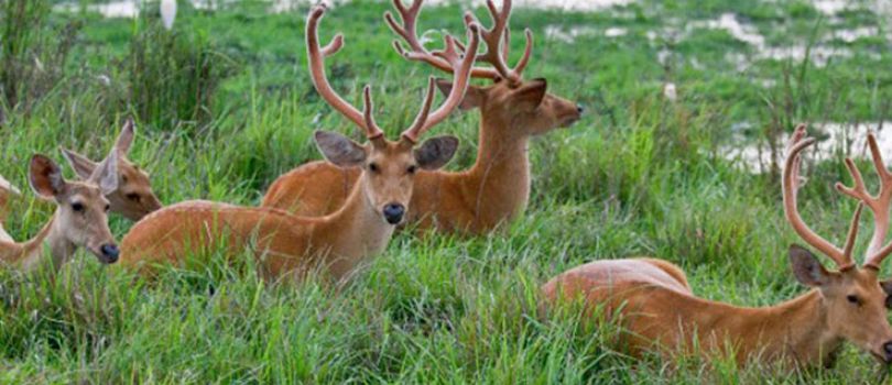 Nandini Wildlife Sanctuary