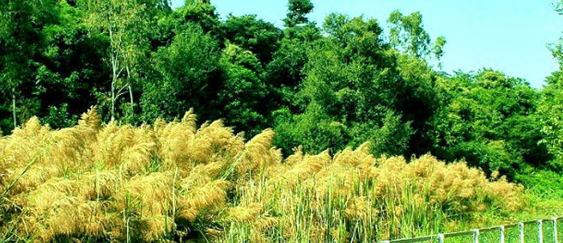 Jasrota National Park