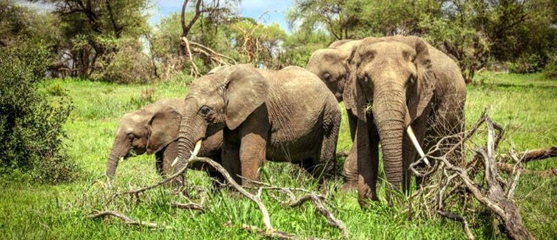 Itanagar Wildlife Sanctuary