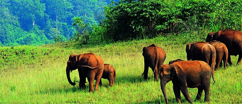 Periyar Wildlife Sanctuary