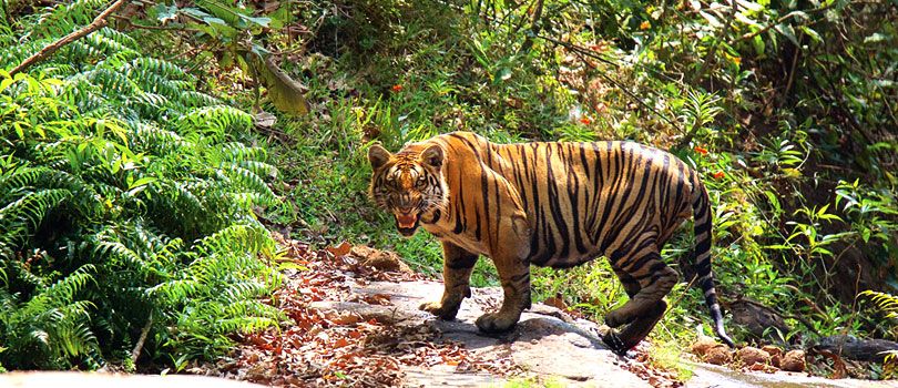 Parambikulam Wildlife Sanctuary