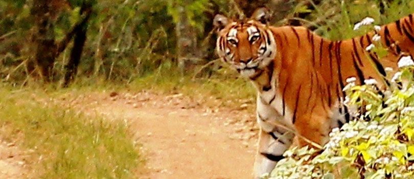 BR Hills Wildlife Sanctuary