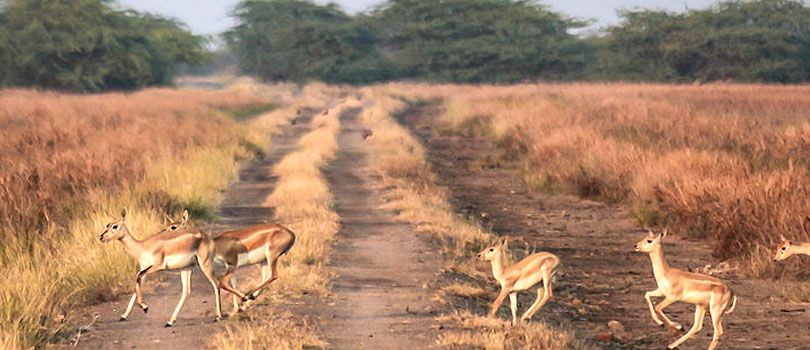 Black Buck National Park