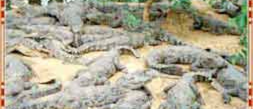 Mumbai To Tirupathi, Vellore Golden Temple, Pondicherry, Velankanni, Chennai Back to Mumbai Tour