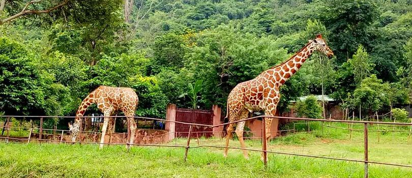 Indira Gandhi Zoological Park