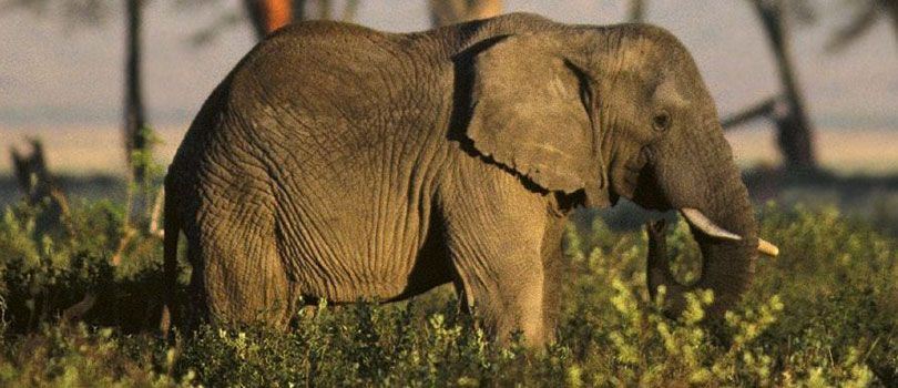 Sepahijala Wildlife Sanctuary