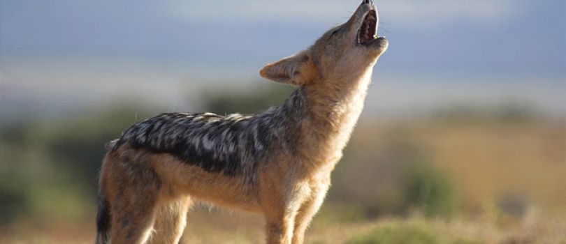 Rampara Wildlife Sanctuary