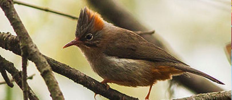 Fambong Lho Wildlife Sanctuary