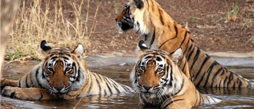 Rajgir Wildlife Sanctuary