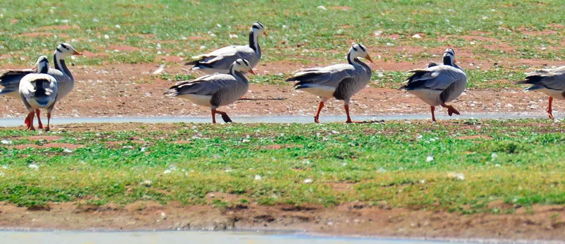 Kunthakulam Bird Sanctuary