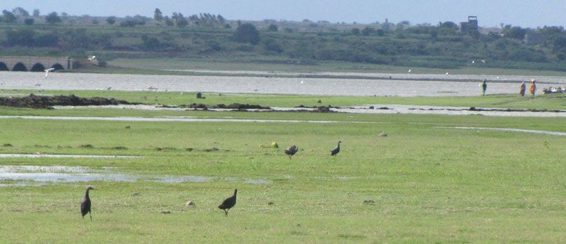 Jayakwadi Bird Sanctuary