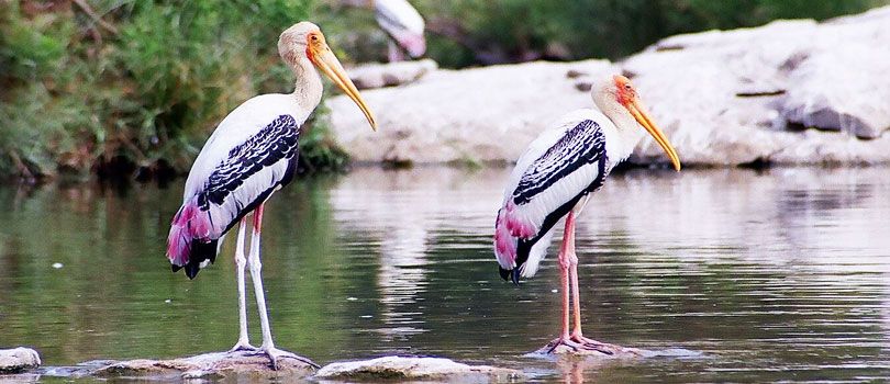 Bharatpur Bird Sanctuary