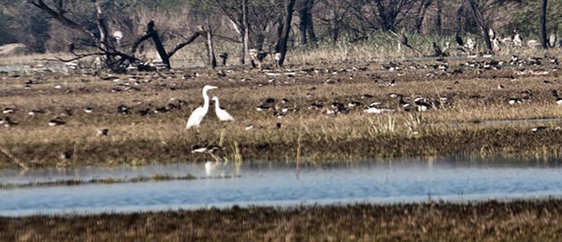 Sultanpur Bird Sanctuary