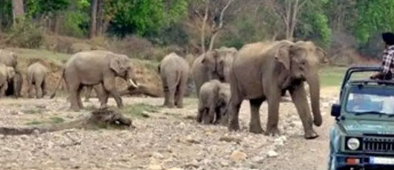 Jeep Safari in Jim Corbett