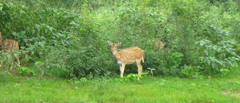 Van Vihar National Park