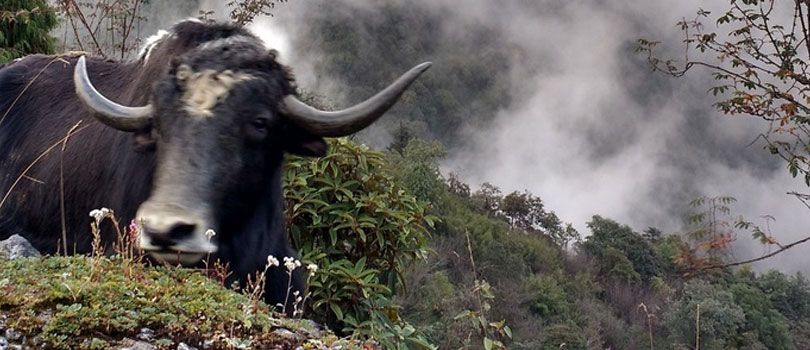 Kyongnosla Alpine Sanctuary