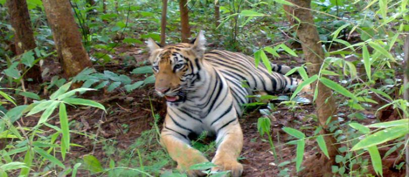 Bhamragarh Wildlife Sanctuary