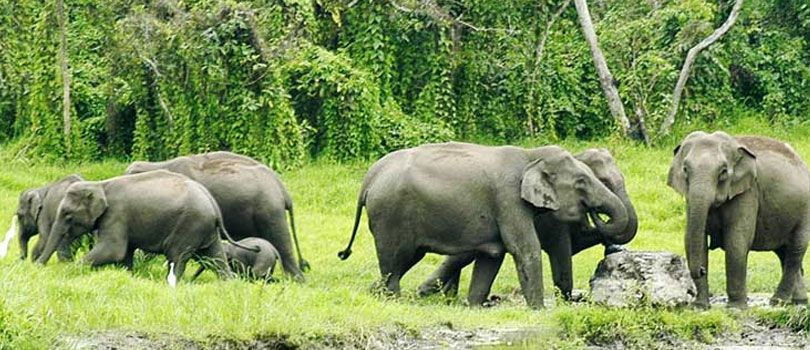 Chapramari Wildlife Sanctuary