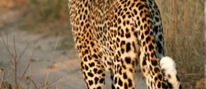 Barda Wildlife Sanctuary