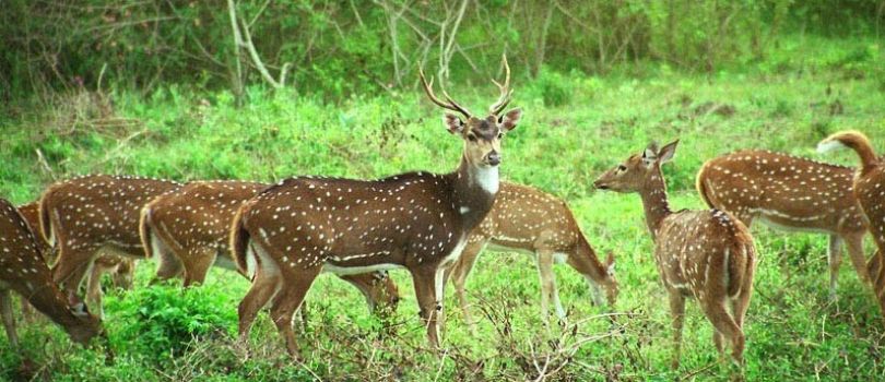 Askot Wildlife Sanctuary