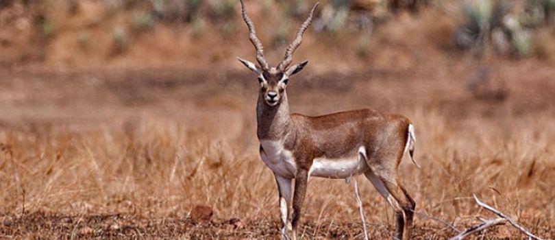 Pranahita Wildlife Sanctuary