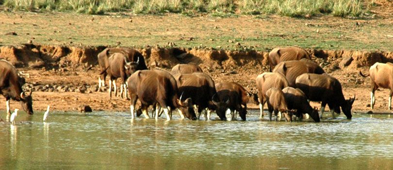 Chaprala Wildlife Sanctuary