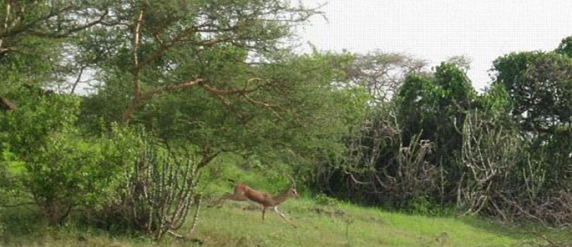 Hingolgadh Nature Education Sanctuary