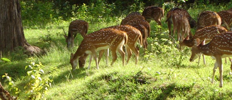 Kawal Wildlife Sanctuary