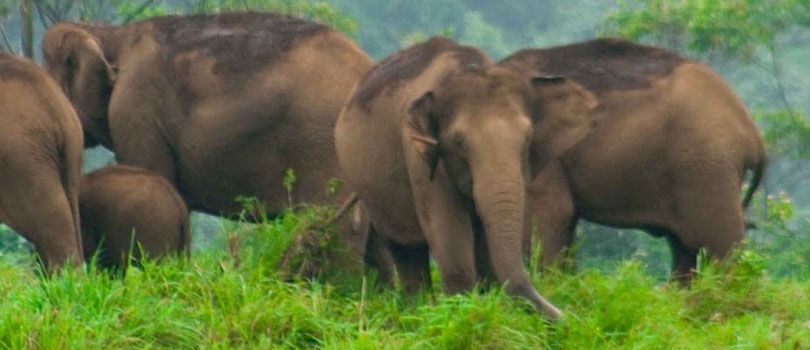 Kalakkadu Wildlife Sanctuary