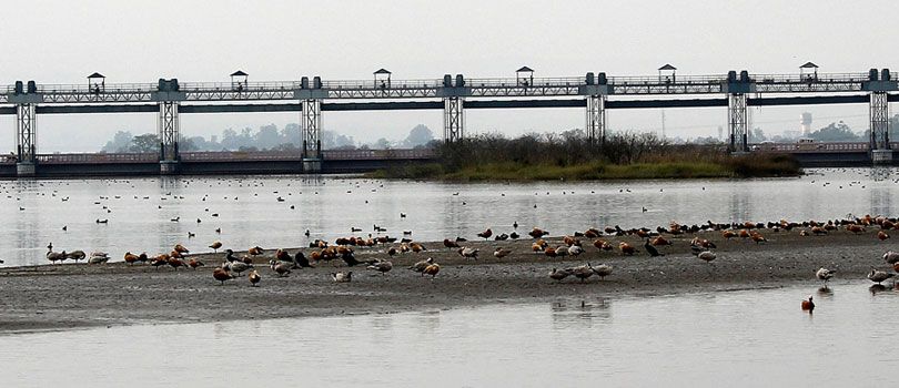 Assan Barrage Bird Sanctuary