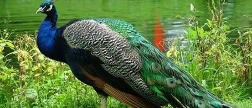 Hastinapur Sanctuary