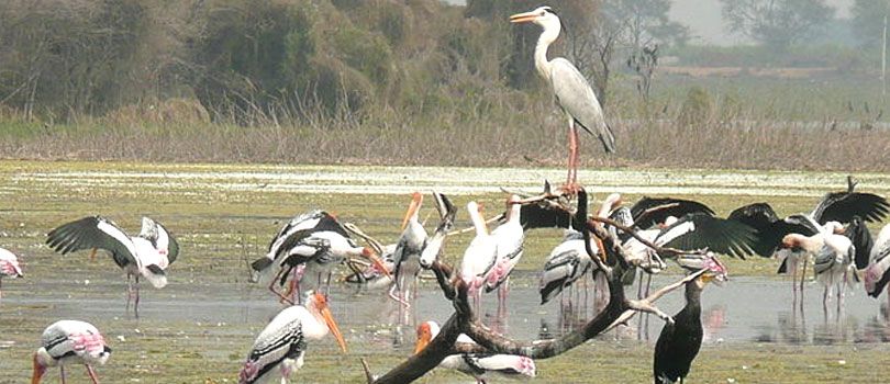 Manjira Bird Sanctuary