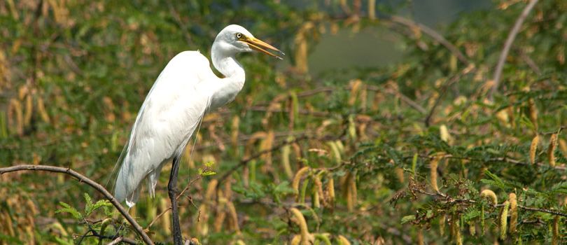 Bhindawas Bird Sanctuary