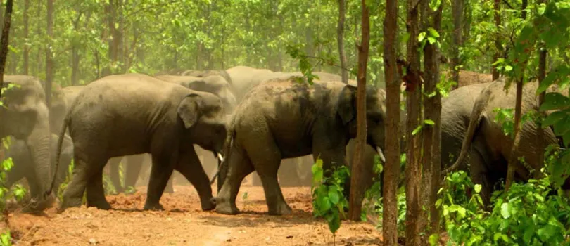 Dalma Wildlife Sanctuary