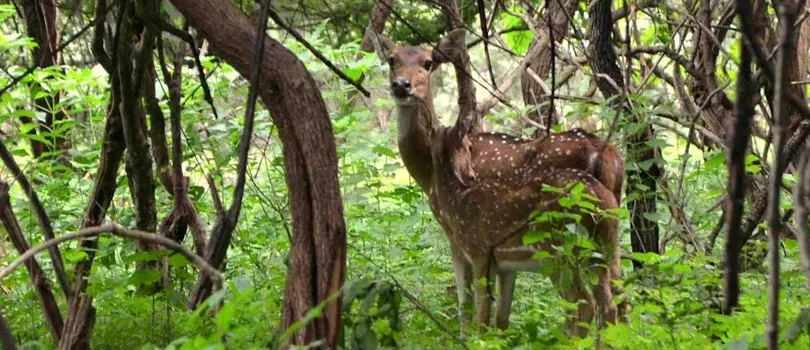 Balpakram National Park