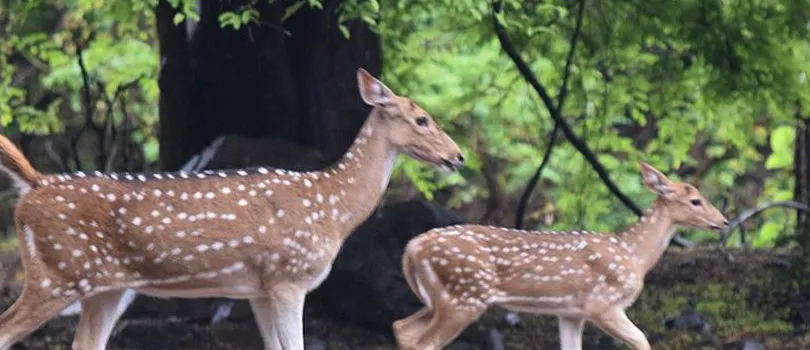 Sanjay Gandhi Wildlife Sanctuary
