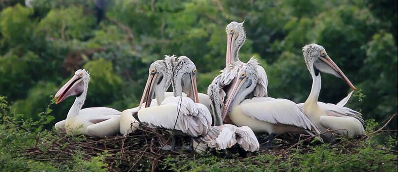 Nelapattu Bird Sanctuary