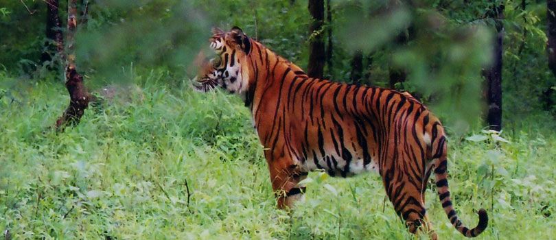 Mundanthurai Wildlife Sanctuary