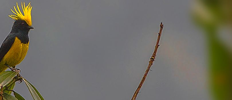 Mahananda Wildlife Sanctuary