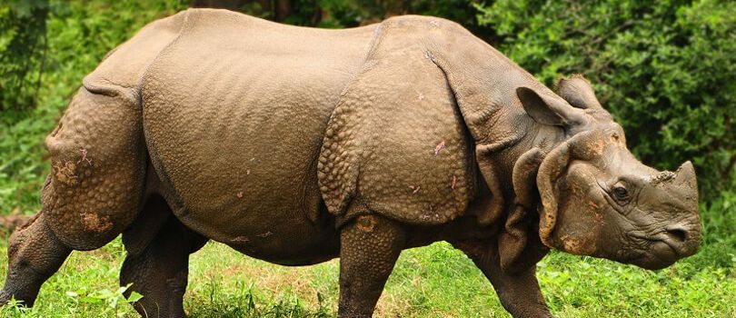 Pobitora Wildlife Sanctuary