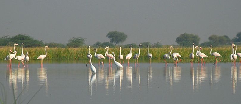 Nalsarovar Bird Sanctuary