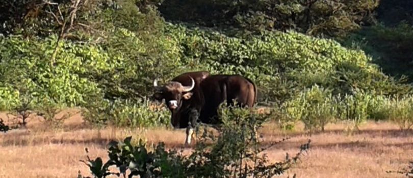 Dajipur Bison Sanctuary