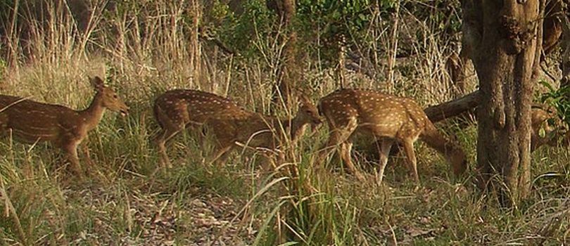 Chilla Wildlife Sanctuary