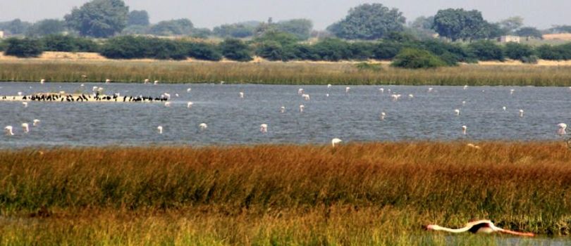 Khijadia Bird Sanctuary