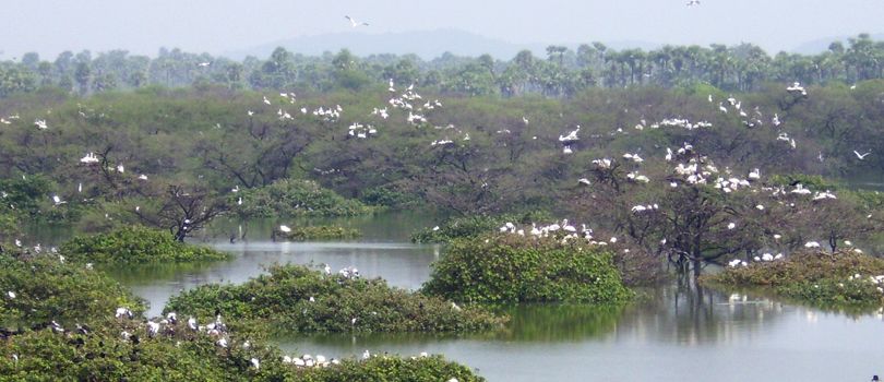 Vedanthangal Bird Sanctuary